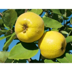 Weleda Neusspray Gencydo 5 Weleda Neusspray Gencydo -Gezondheidssupplementen 761884 3