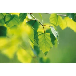 Weleda Berken Extract Bio -Gezondheidssupplementen 995765 4